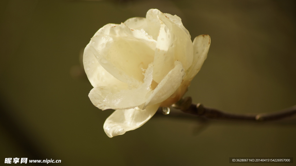 玉兰花