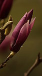 玉兰花