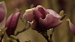 玉兰花