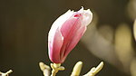 玉兰花
