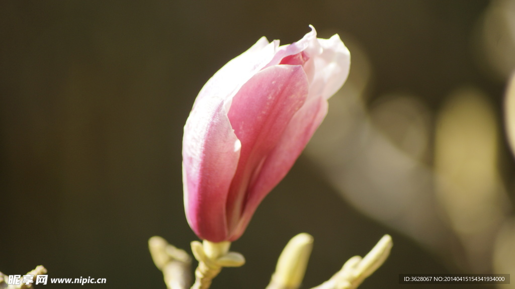 玉兰花