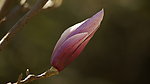 玉兰花