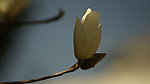 玉兰花