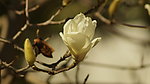 玉兰花