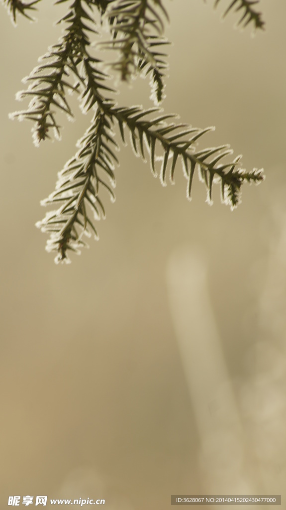 雪景