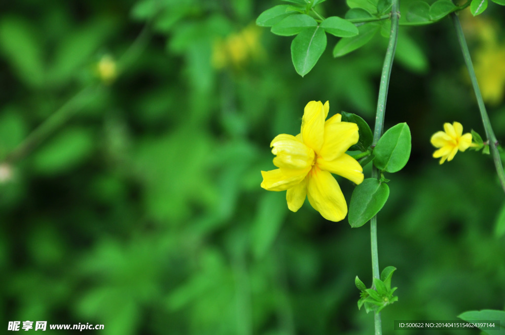 小黄花