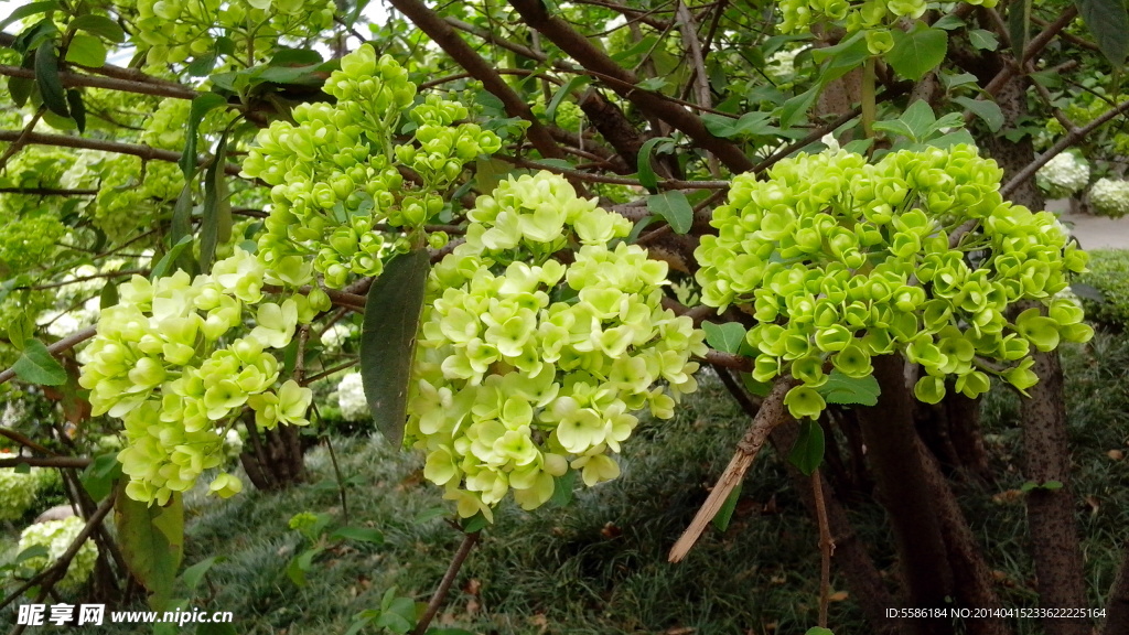 绣球花