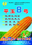 玉米种子彩页