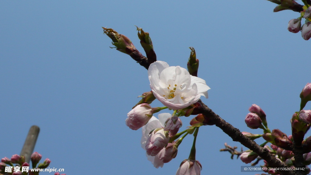 樱花
