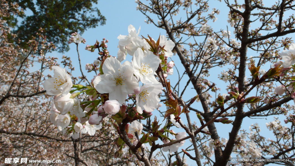 樱花