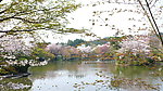 京都风光