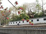 桃花枝
