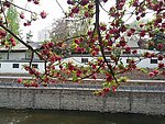 桃花枝