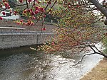 桃花枝