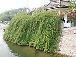 灌木丛