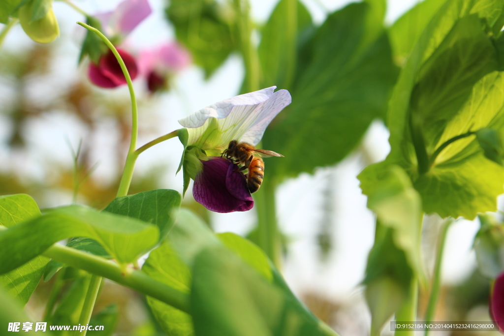蜜蜂与豌豆花