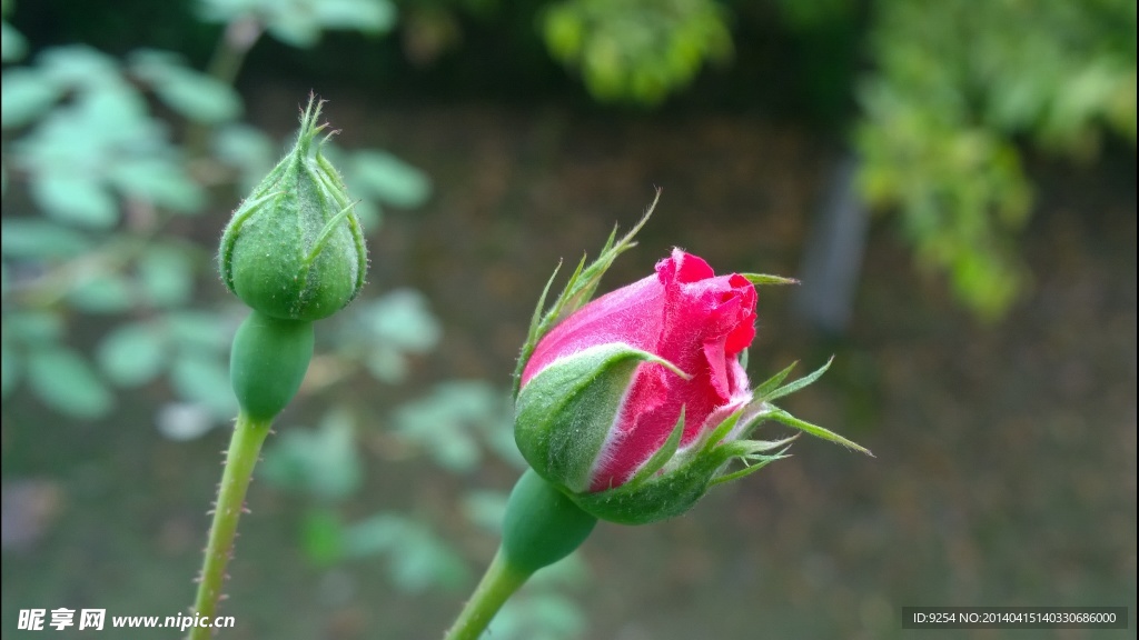 花蕾