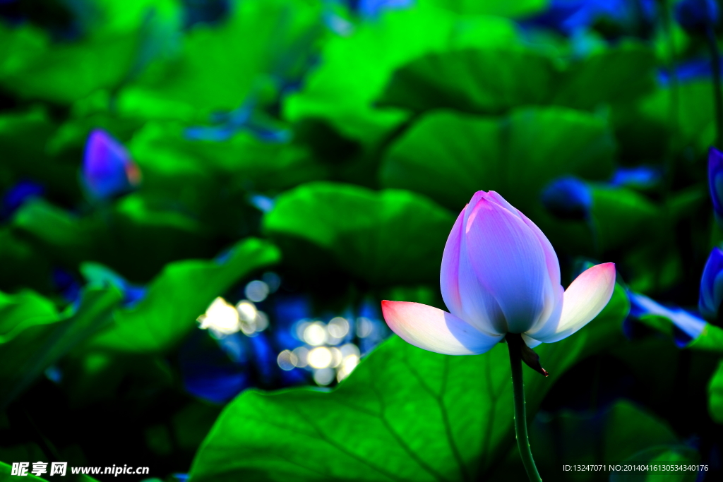 荷花