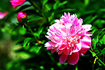 花卉