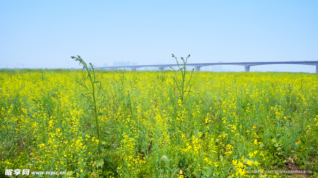 湘府路大桥油菜花