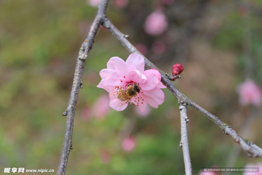 桃花