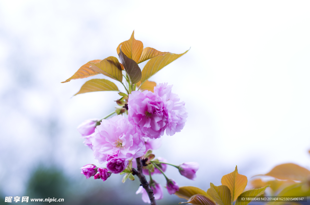 樱花