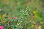 杜鹃花