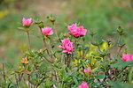 杜鹃花