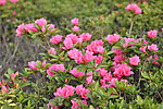 杜鹃花