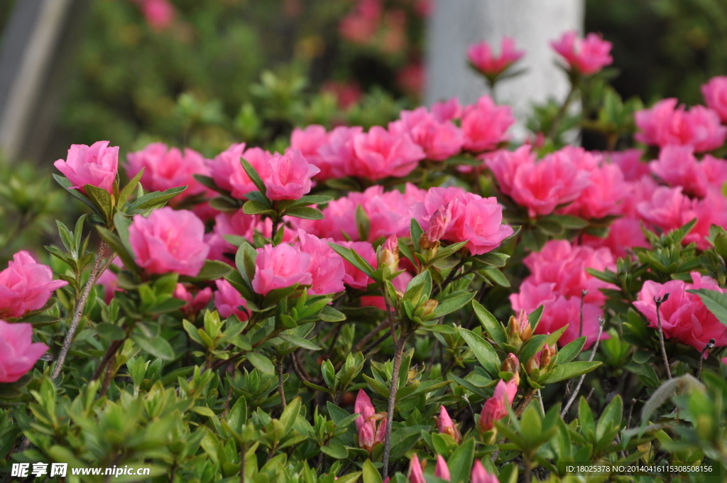 杜鹃花