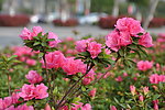 杜鹃花
