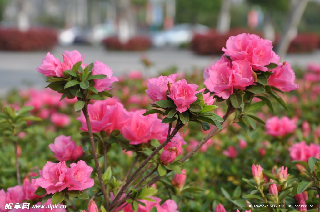 杜鹃花