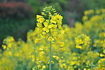 油菜花