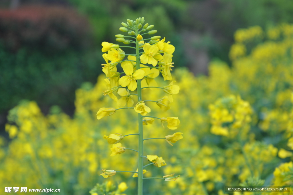 油菜花
