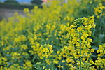 油菜花