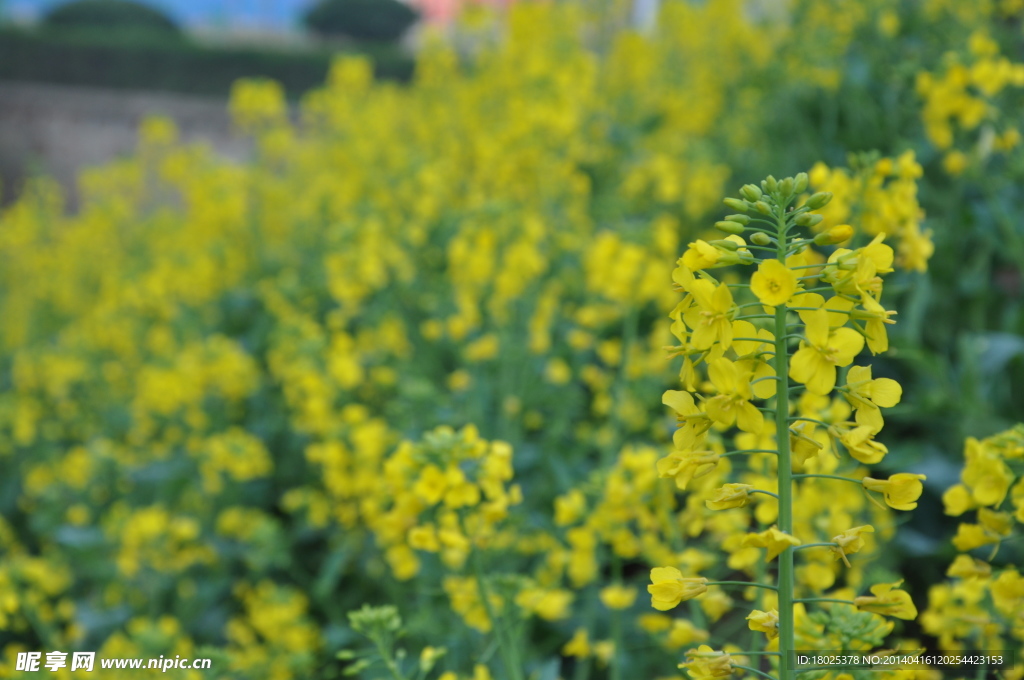 油菜花
