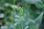油菜花
