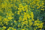 油菜花