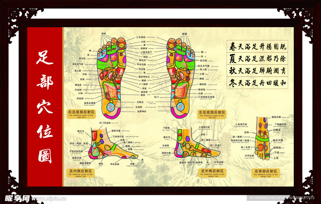 足部穴位图