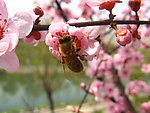 红叶桃花
