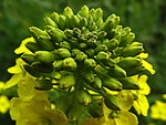 油菜花