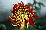 天津水上公园菊花展
