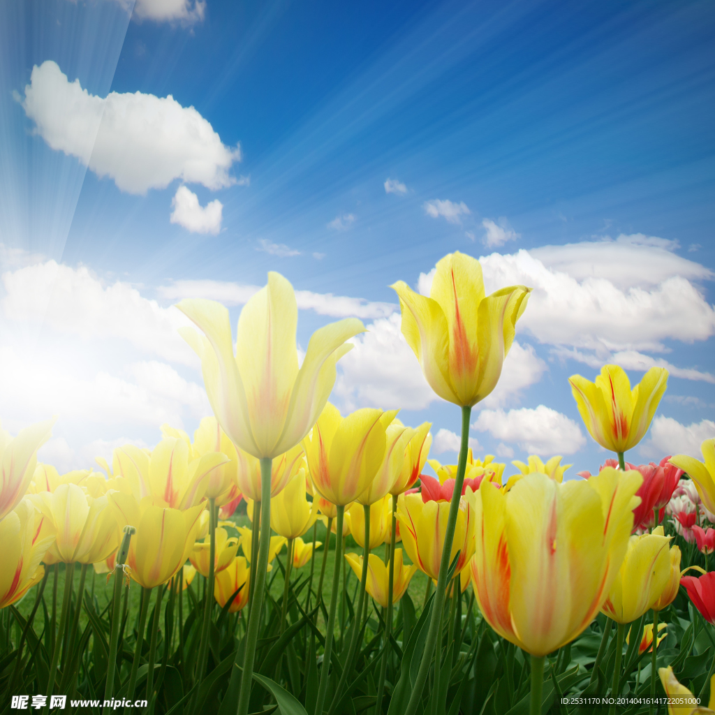 郁金香