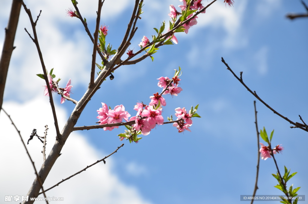 一支桃花