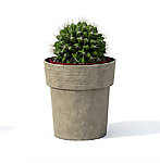 植物模型