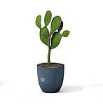 植物模型