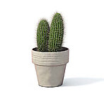植物模型