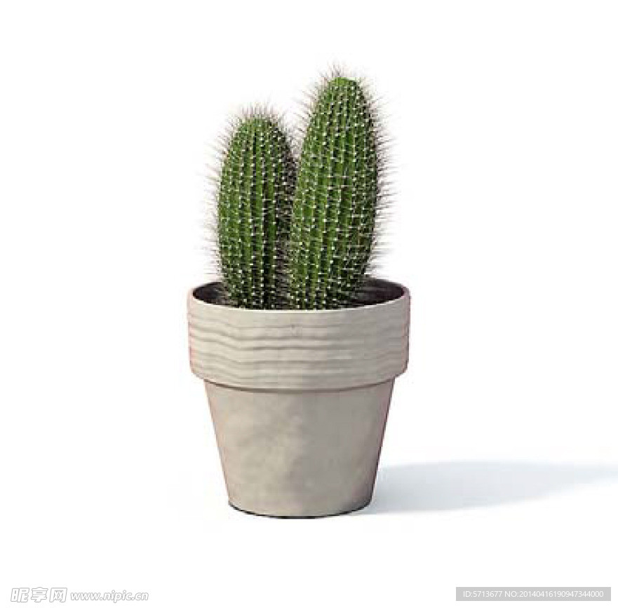植物模型