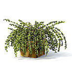 植物模型