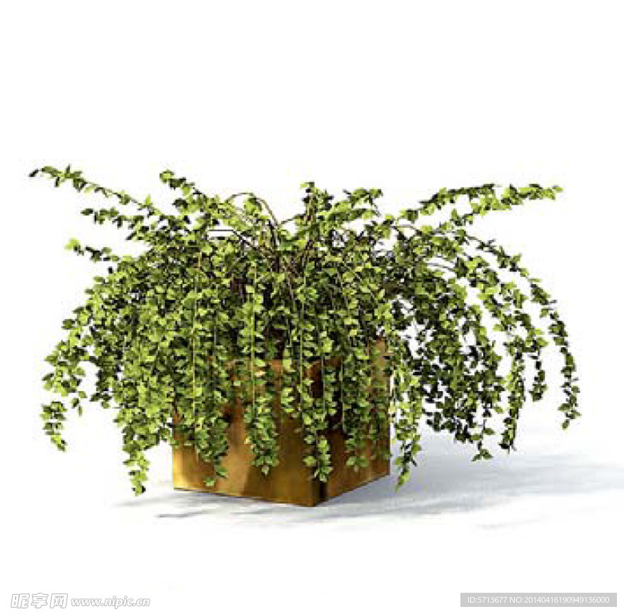 植物模型